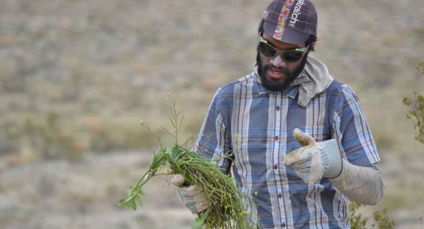 a person holds an invasive weed during a service project